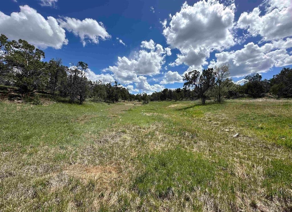 37838 Polson Road Crawford, CO 81415 - Photo 4 of 42 Gallery Image 4