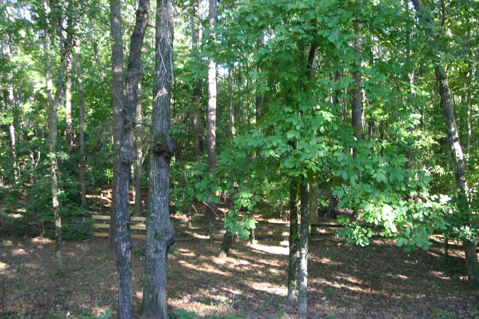 309 Kyloe Road Southern Pines, NC 28387 - Photo 30 of 34 Yard back