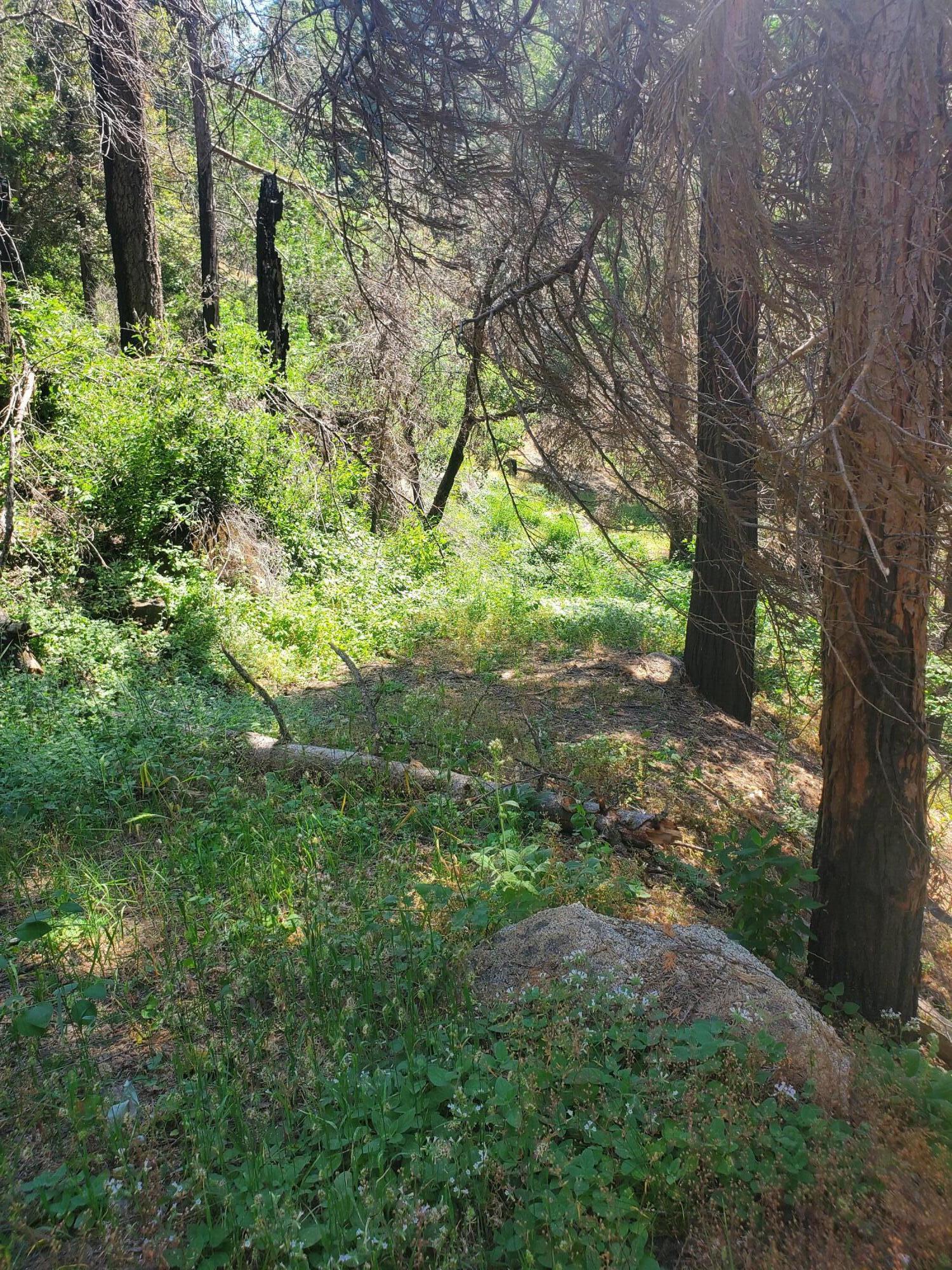 51955 Balch Park Road Springville, CA 93265 - Photo 12 of 21 20230718_105138