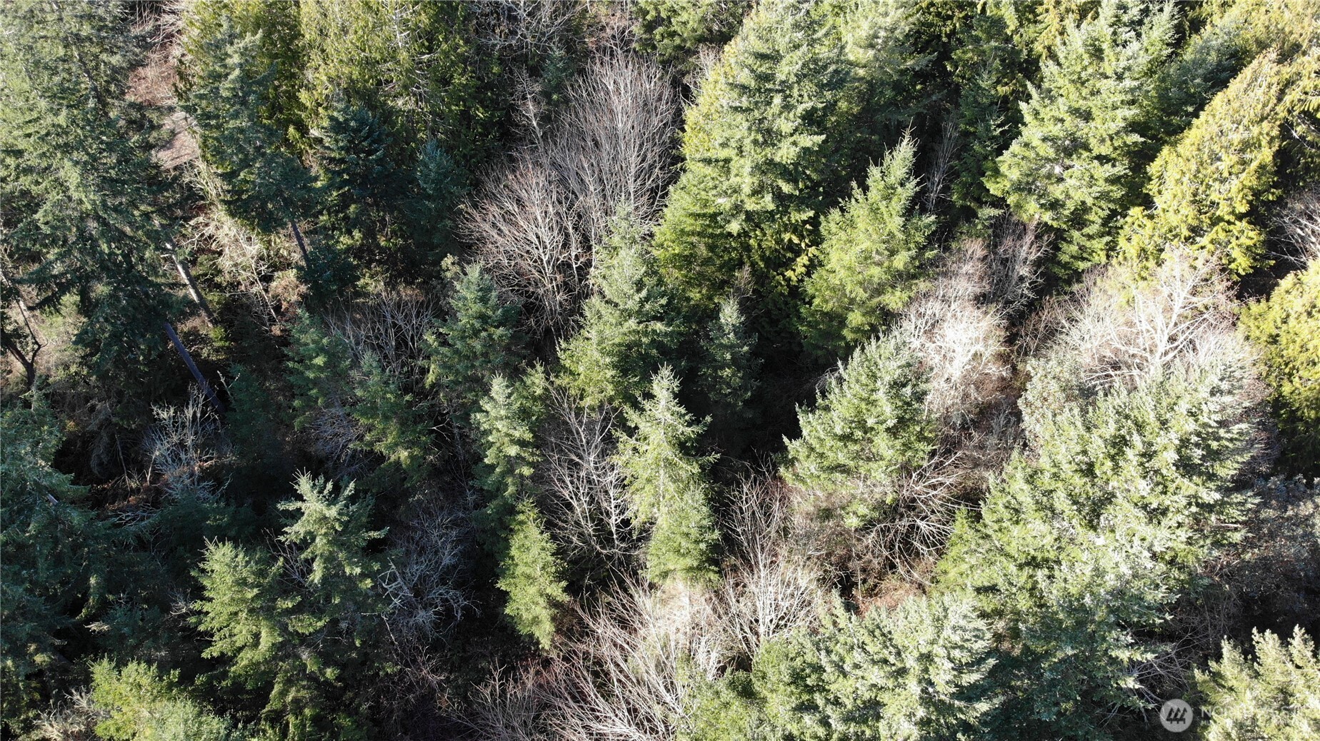 7515 Whiteman Road Southwest Longbranch, WA 98351 - Photo 11 of 18 a view of a tree in a yard