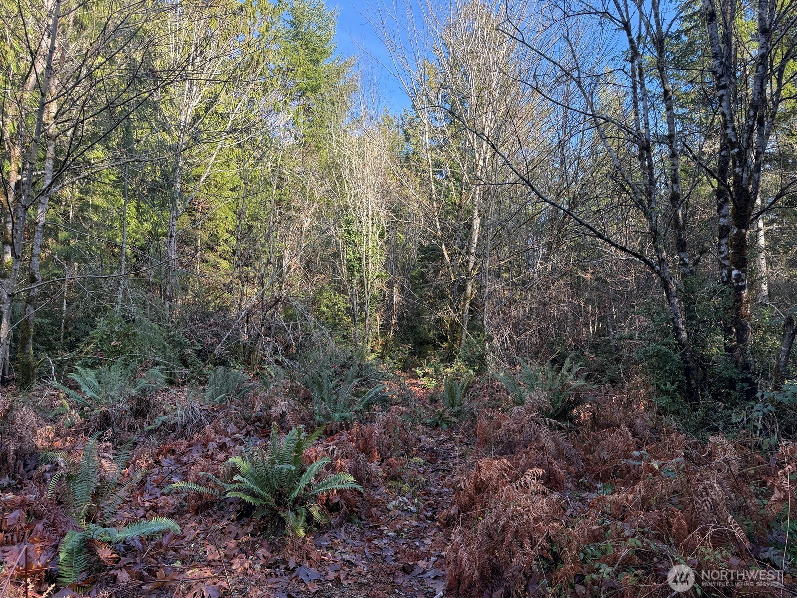 7515 Whiteman Road Southwest Longbranch, WA 98351 - Photo 6 of 18 a view of a large yard with lots of green space