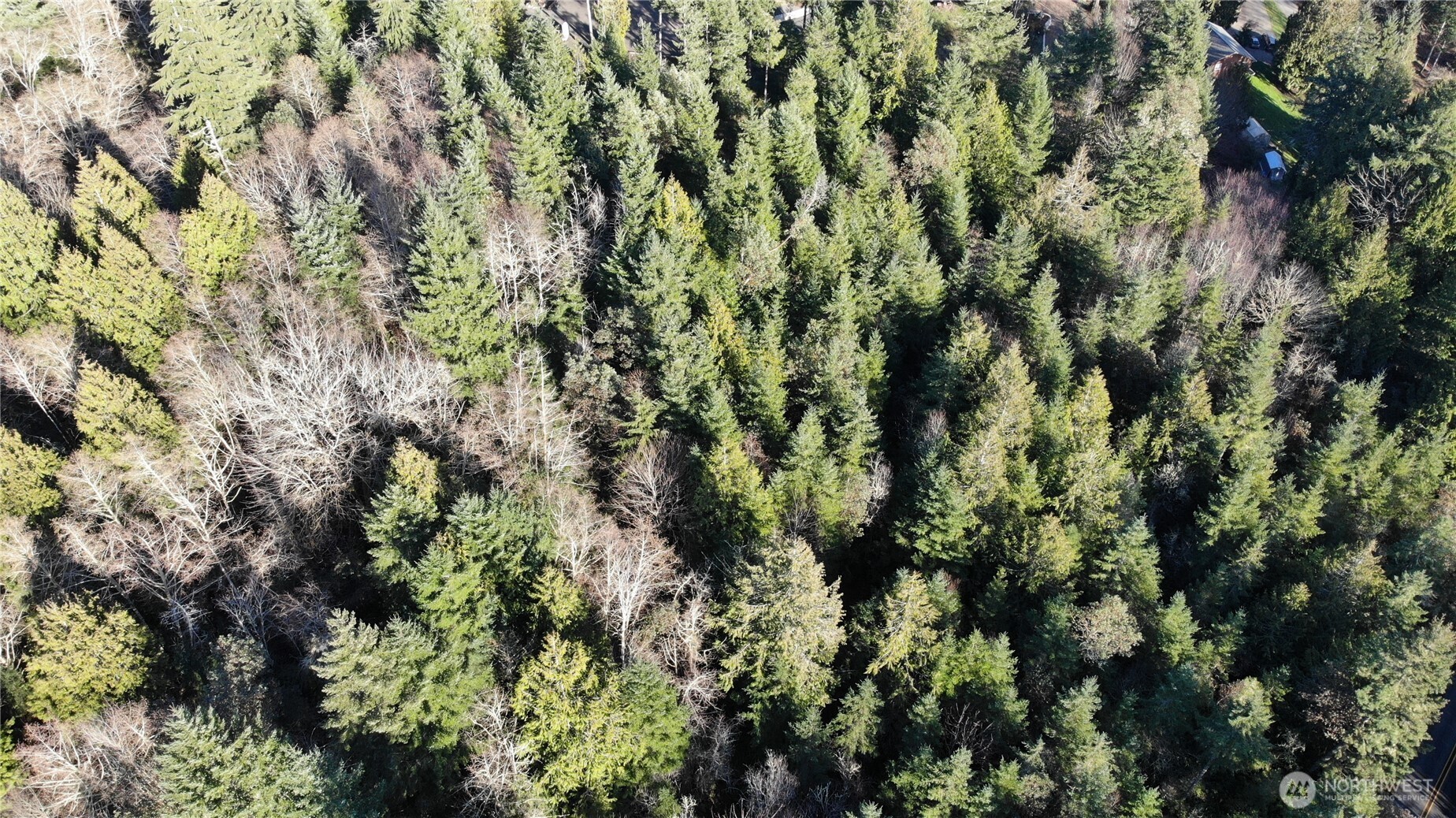 7515 Whiteman Road Southwest Longbranch, WA 98351 - Photo 10 of 18 a view of a forest