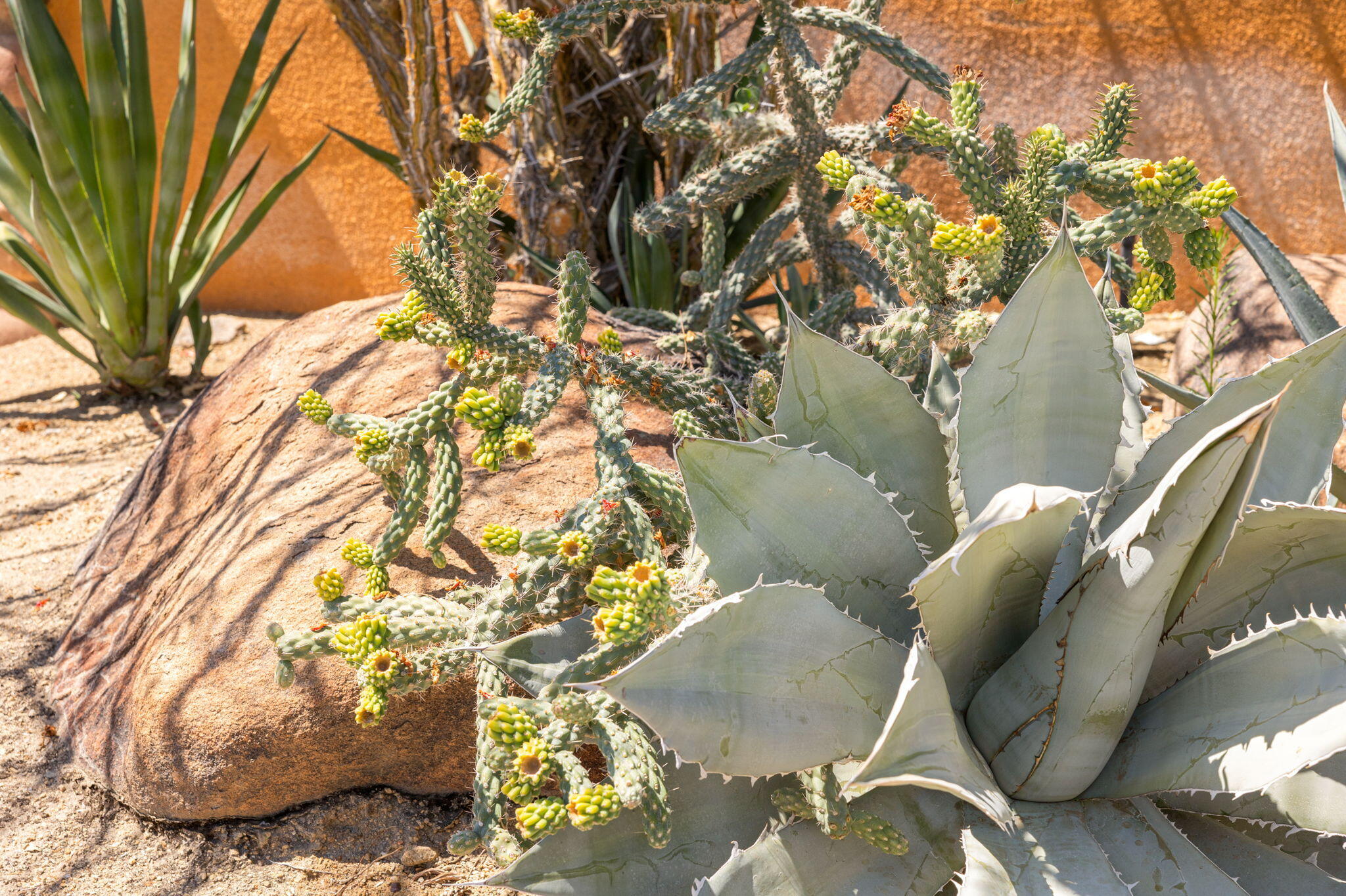 71429 Mirage Road Rancho Mirage, CA 92270 - Photo 63 of 65 a picture of a plant