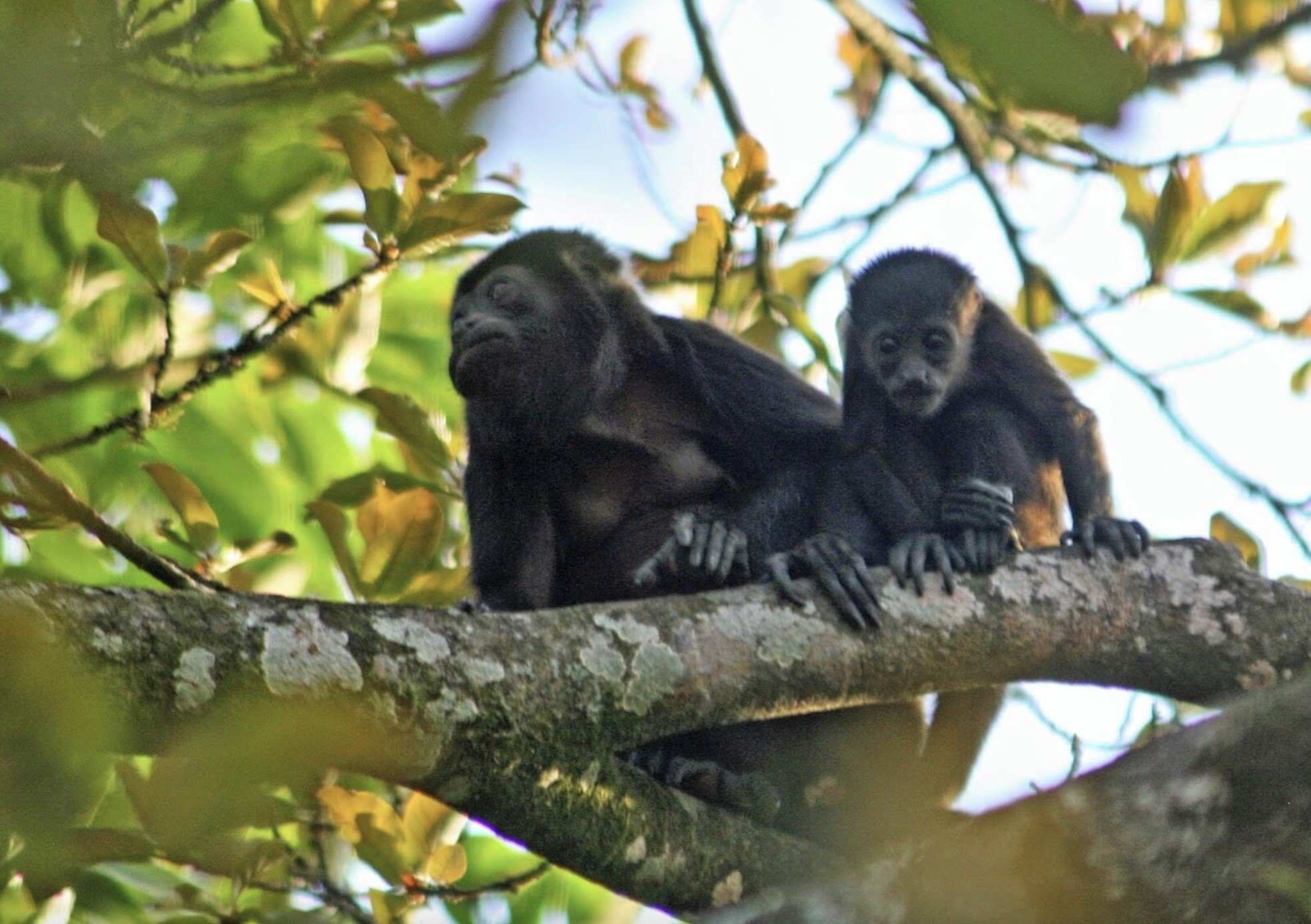 65-ff 9gg 65-ff 9gg Pacific Edge Rd Spring Spring, undefined 77380 - Photo 10 of 20 Enjoy regular sightings of howler monkeys in their natural habitat.