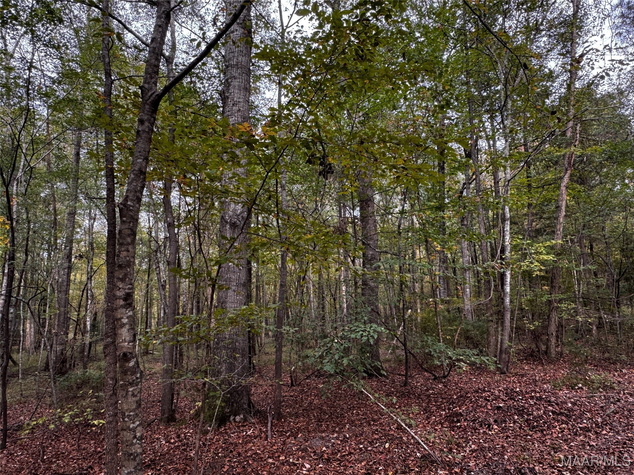 0 Coon Hop Road Hardaway, AL 36039 - Photo 54 of 67 Gallery Image 54
