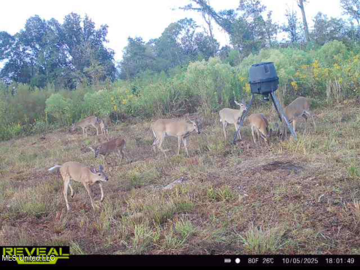 5 Highway 35 Forest, MS 39074 - Photo 47 of 51 61