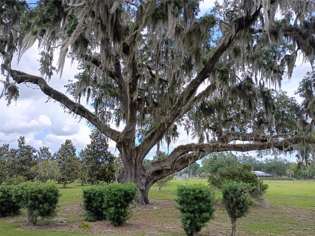 1403 Blackwelder Road De Leon Springs, FL 32130 - Photo 22 of 93