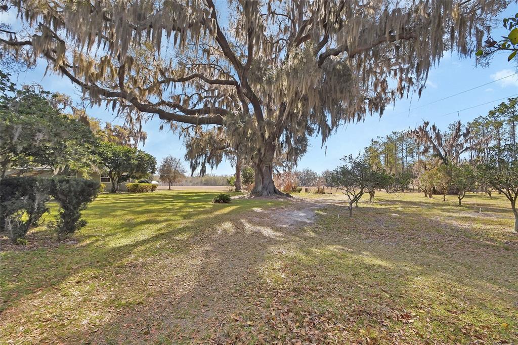 1403 Blackwelder Road De Leon Springs, FL 32130 - Photo 8 of 93