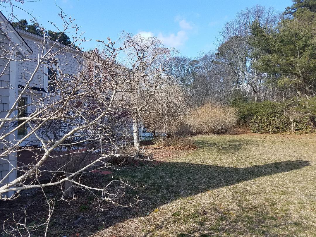 129 Elliott Road Centerville, MA 02632 - Photo 32 of 33 a view of a yard with a tree