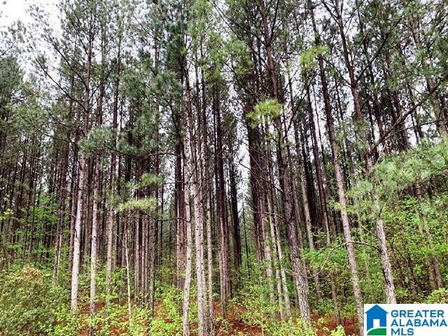 0 County Road 40 Fruithurst, AL 36262 - Photo 3 of 7