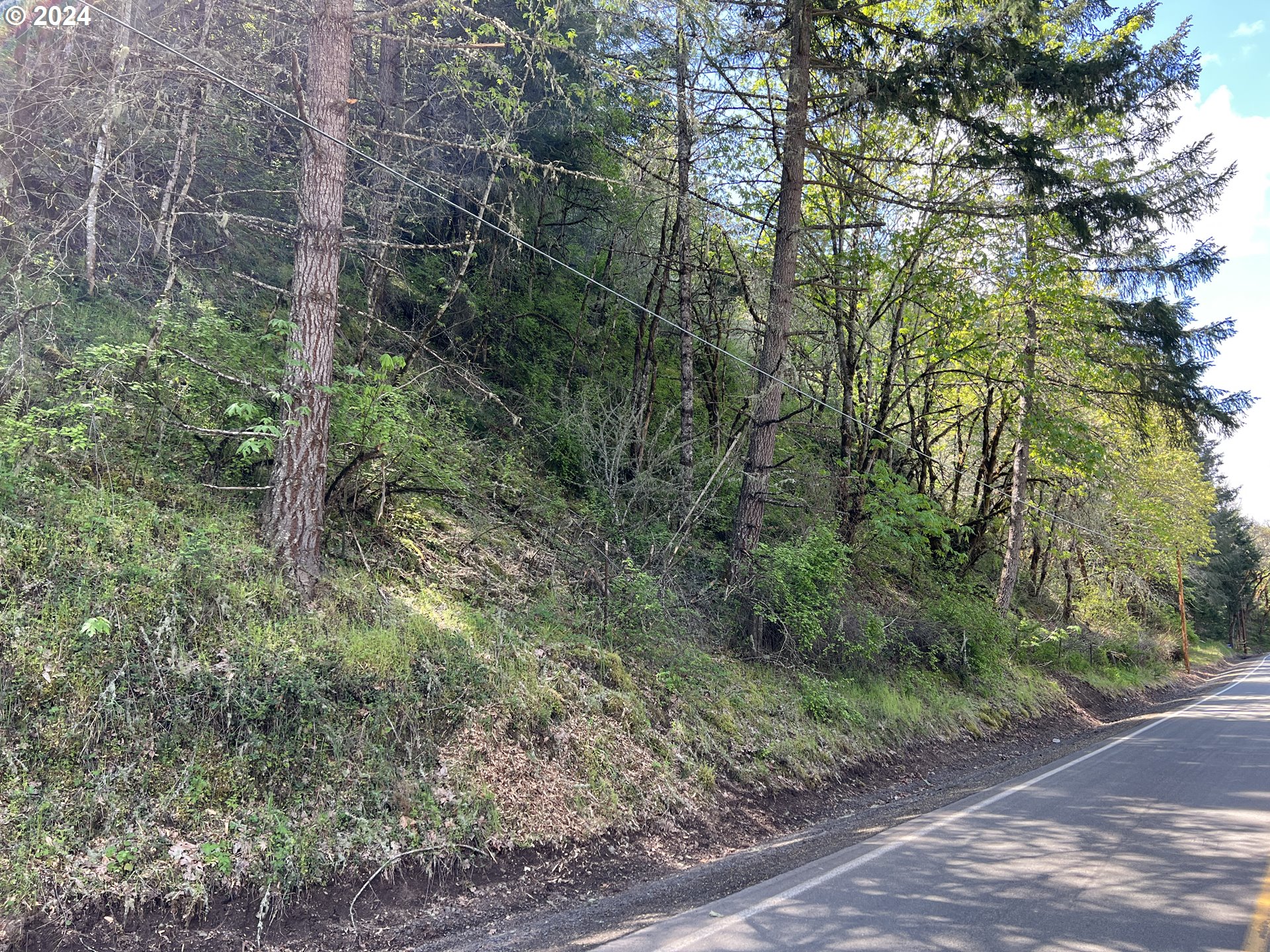a view of a forest filled with trees