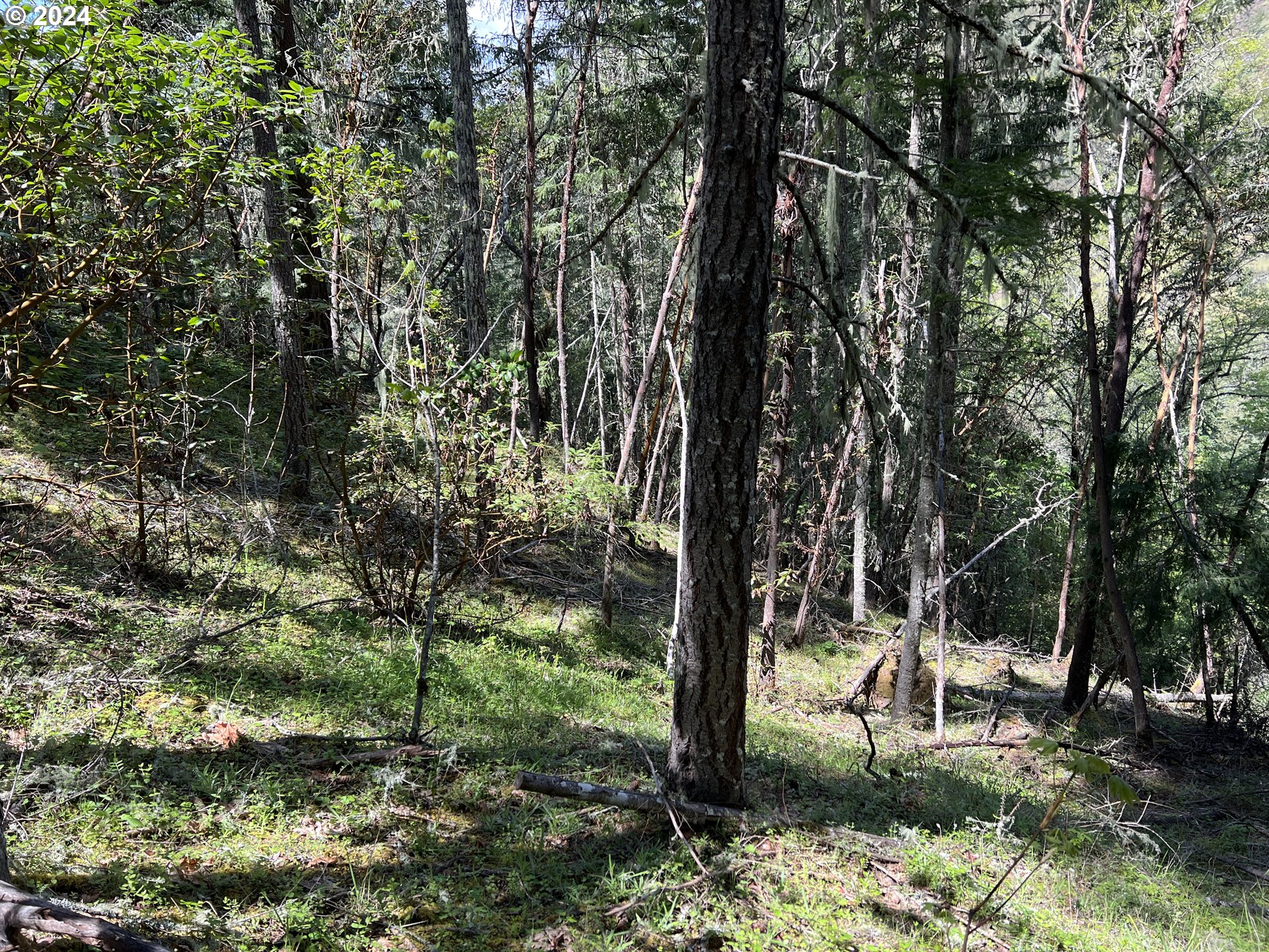 300 Clarks Branch Road Myrtle Creek, OR 97457 - Photo 11 of 23 a view of outdoor space with deck and tree