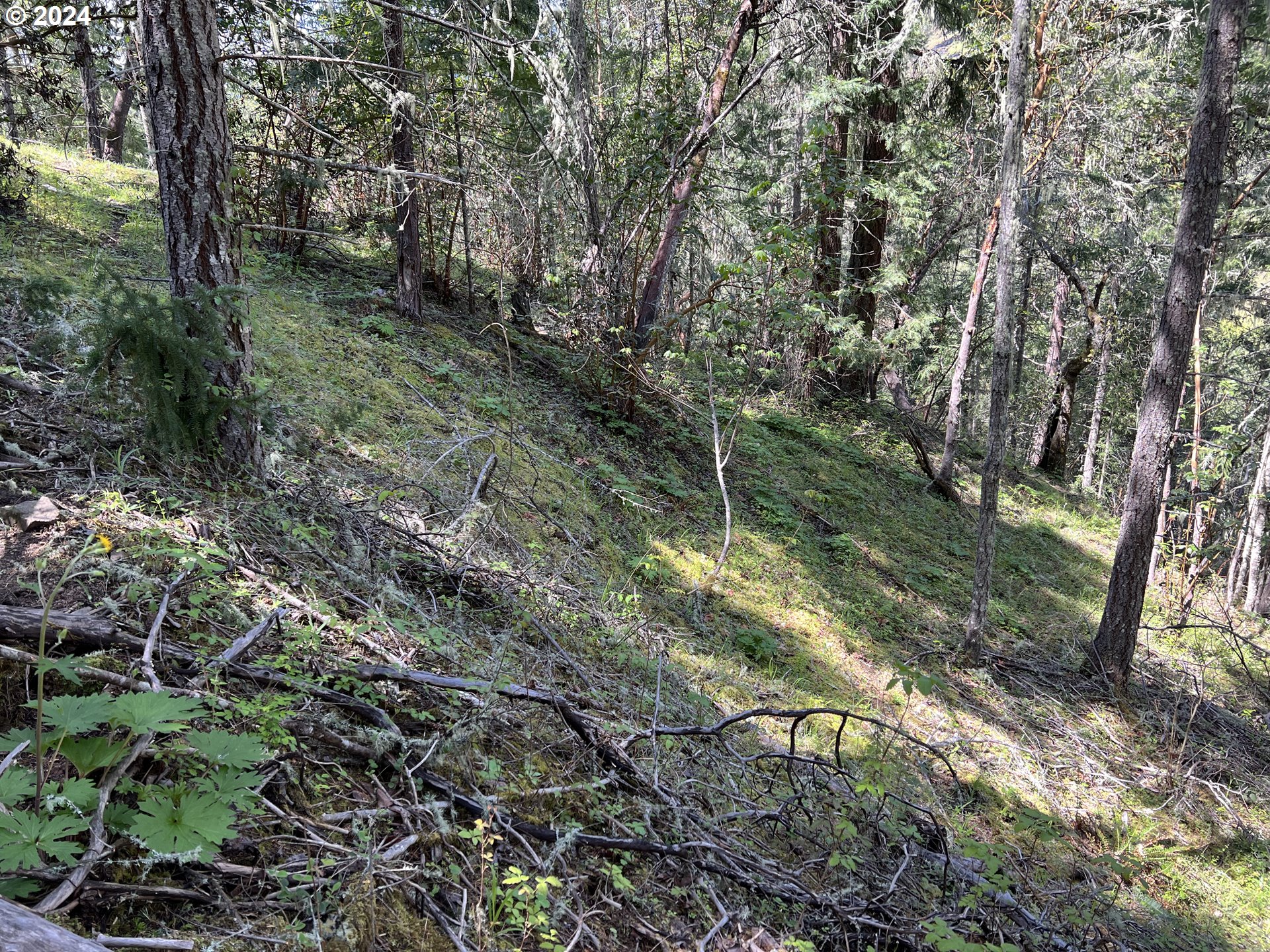 300 Clarks Branch Road Myrtle Creek, OR 97457 - Photo 12 of 23 a view of forest