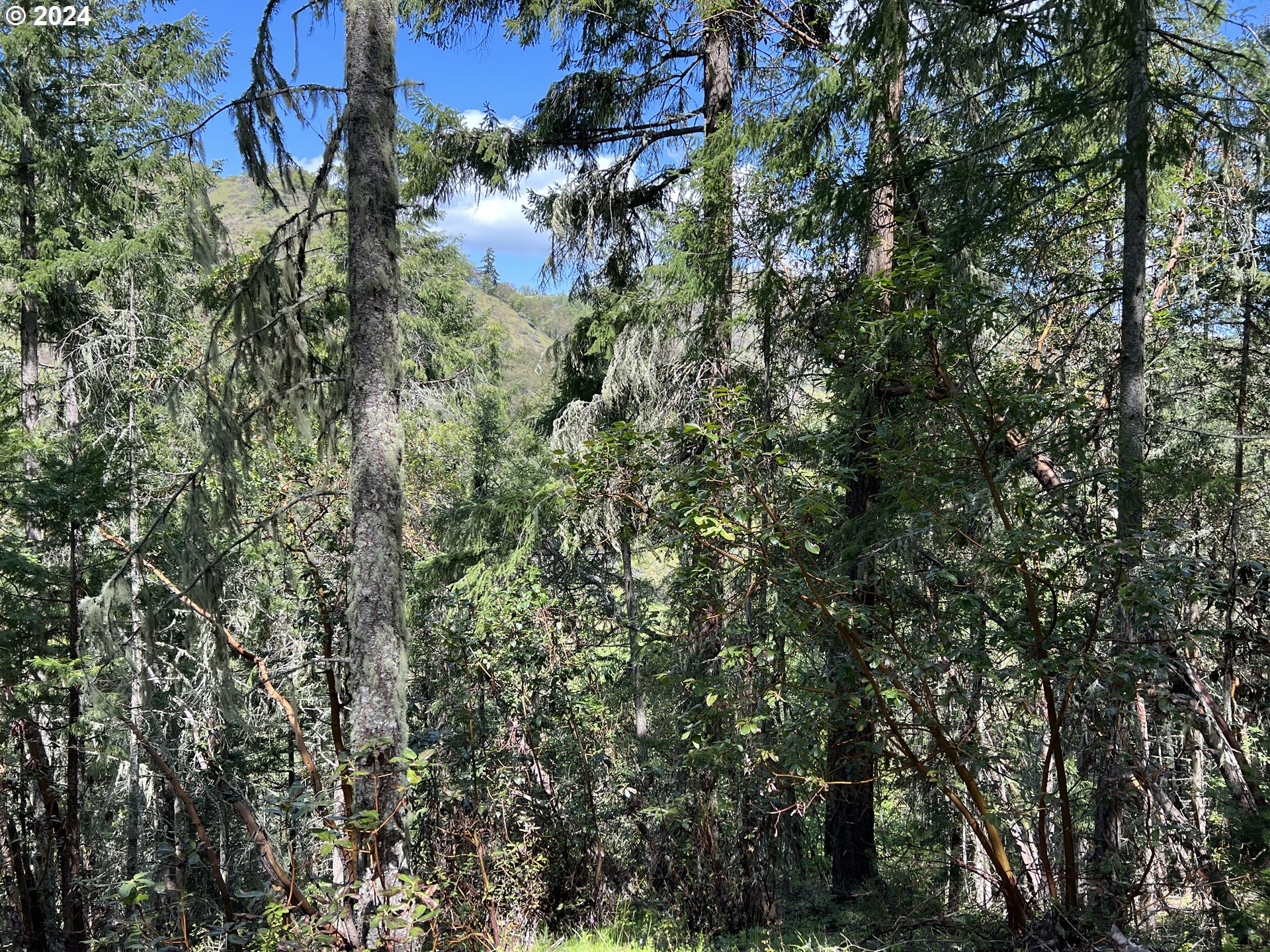 300 Clarks Branch Road Myrtle Creek, OR 97457 - Photo 13 of 23 a view of a forest