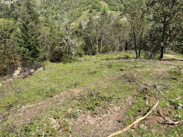 a view of a forest with trees