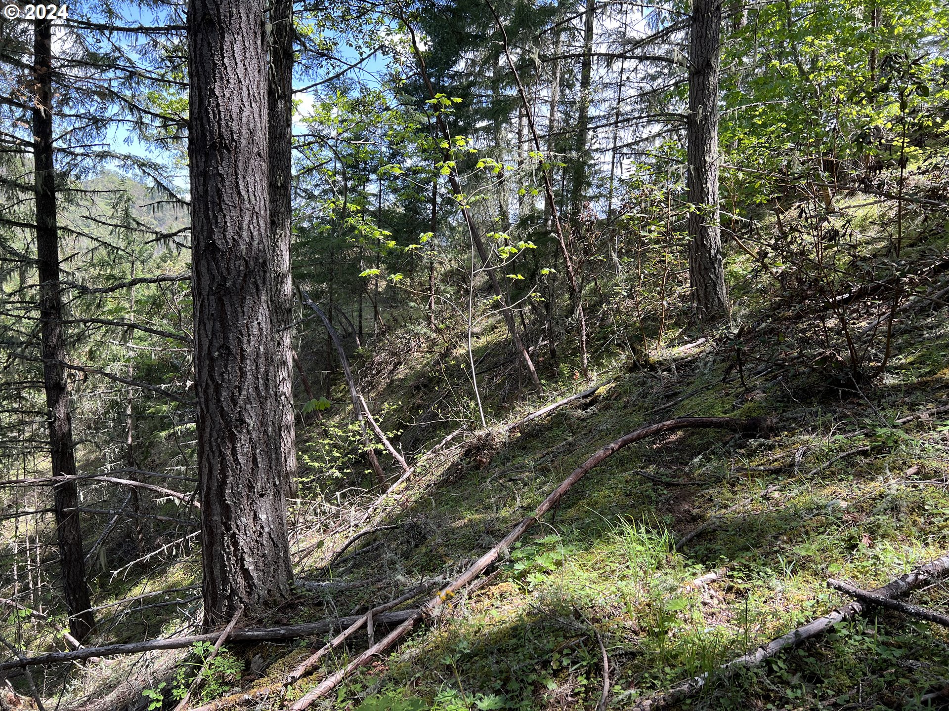 300 Clarks Branch Road Myrtle Creek, OR 97457 - Photo 21 of 23 a picture of tree