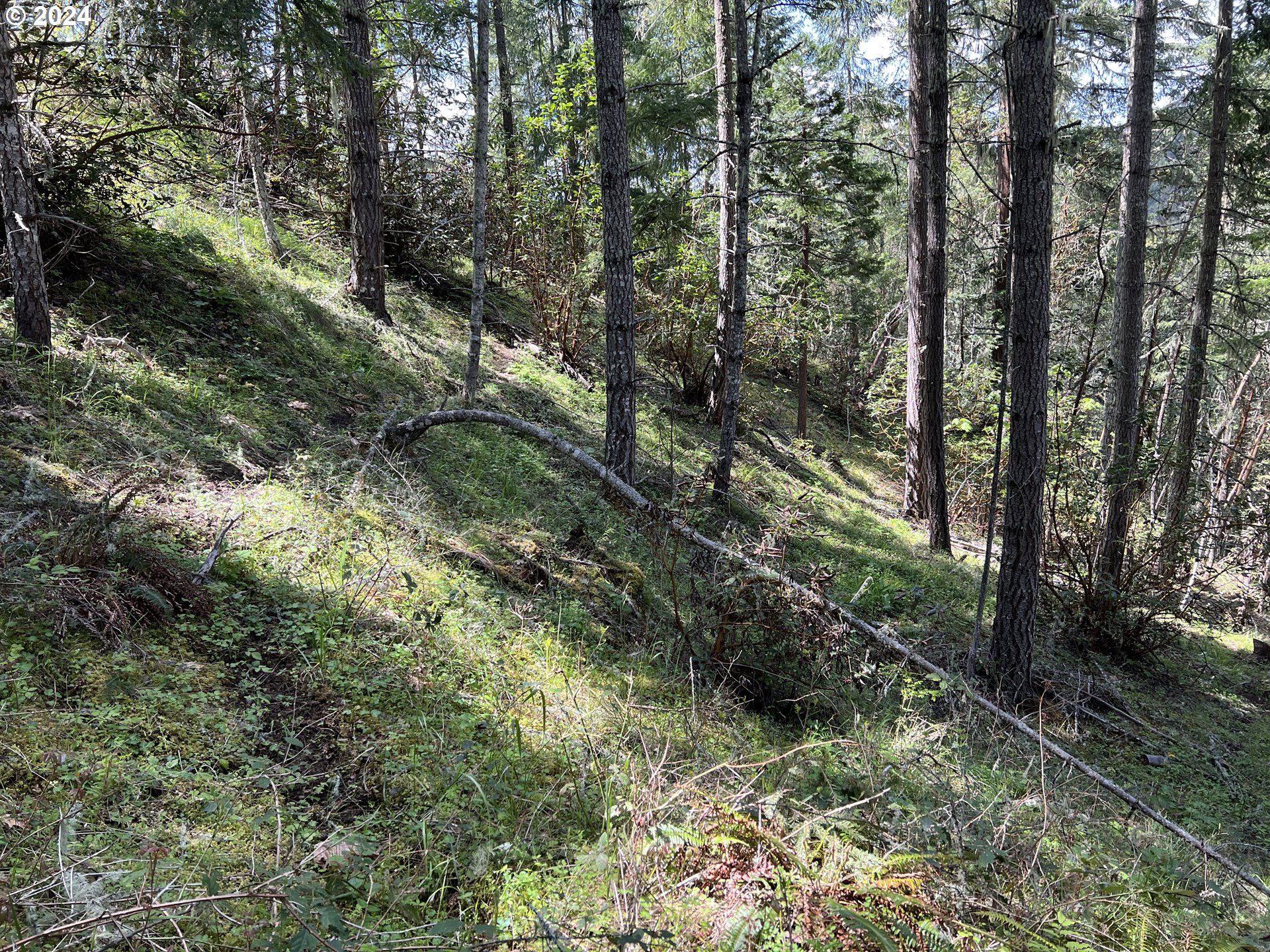 300 Clarks Branch Road Myrtle Creek, OR 97457 - Photo 22 of 23 a view of a forest with trees