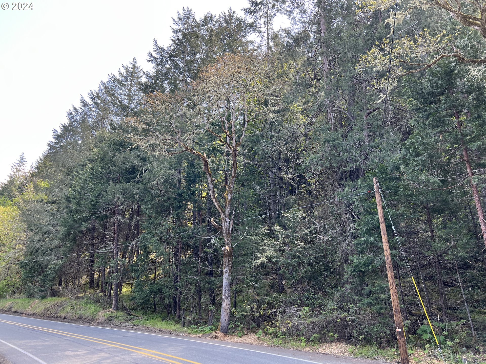 300 Clarks Branch Road Myrtle Creek, OR 97457 - Photo 3 of 23 a view of a forest with trees