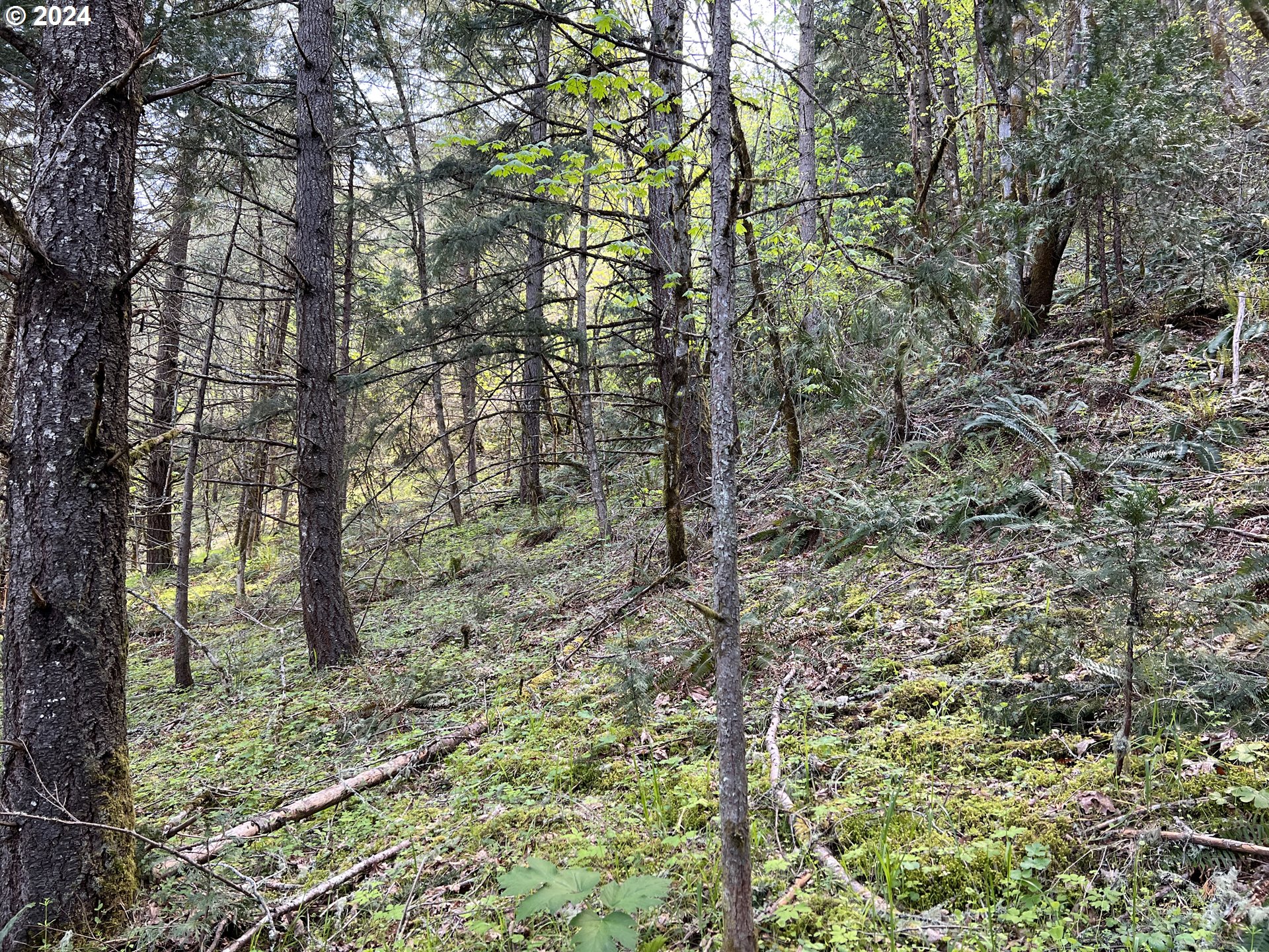 300 Clarks Branch Road Myrtle Creek, OR 97457 - Photo 5 of 23 a backyard of a house with lots of trees