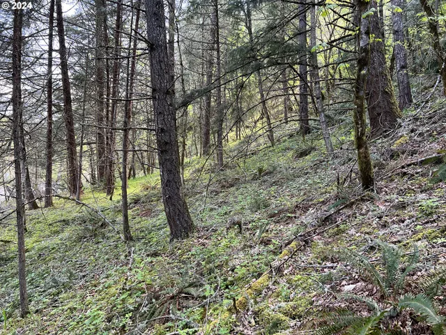 a view of a forest with trees
