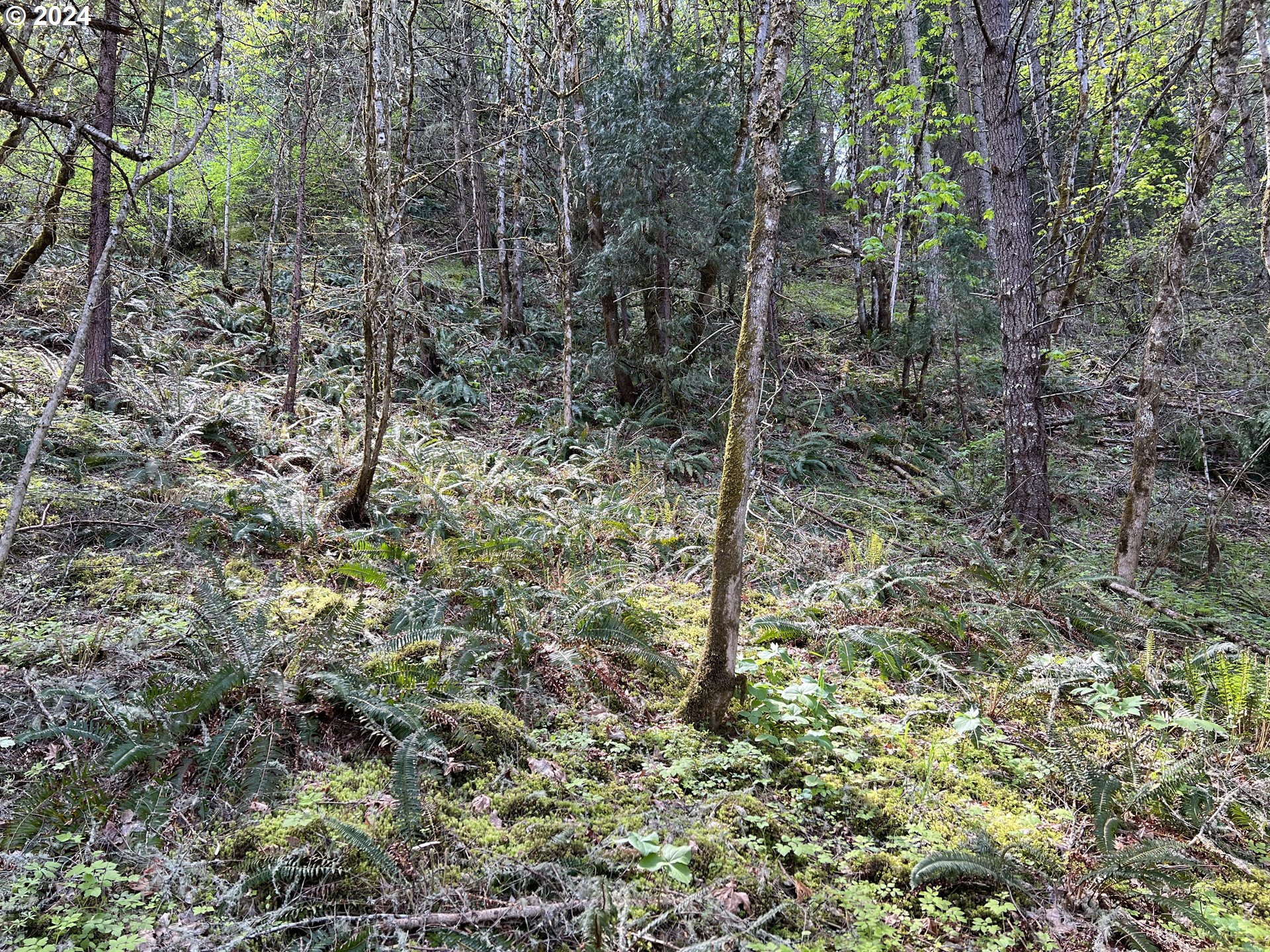 300 Clarks Branch Road Myrtle Creek, OR 97457 - Photo 7 of 23 a view of a forest