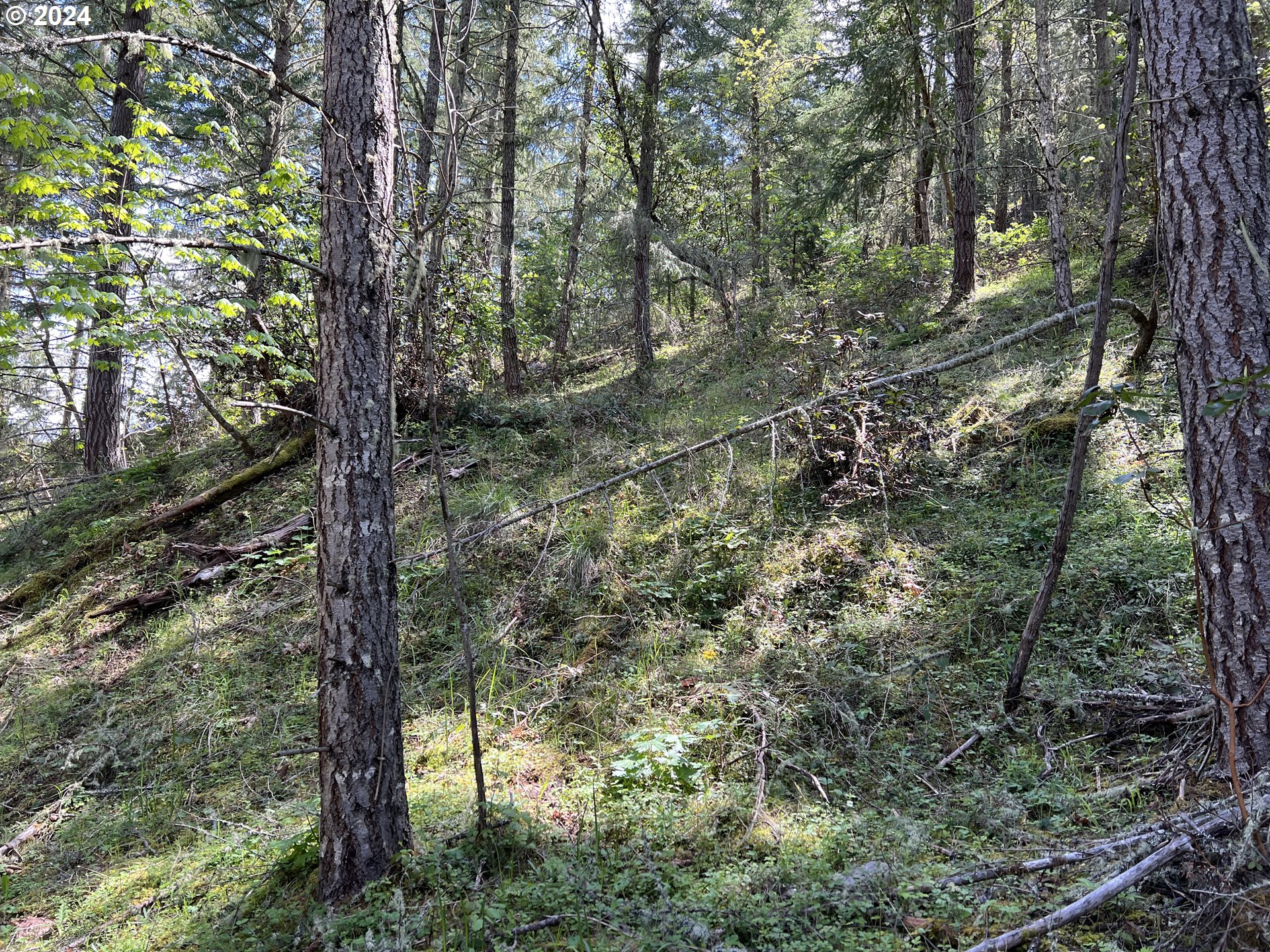 300 Clarks Branch Road Myrtle Creek, OR 97457 - Photo 9 of 23 a view of forest