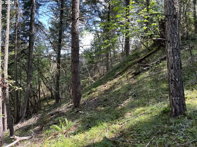 a view of a forest filled with trees