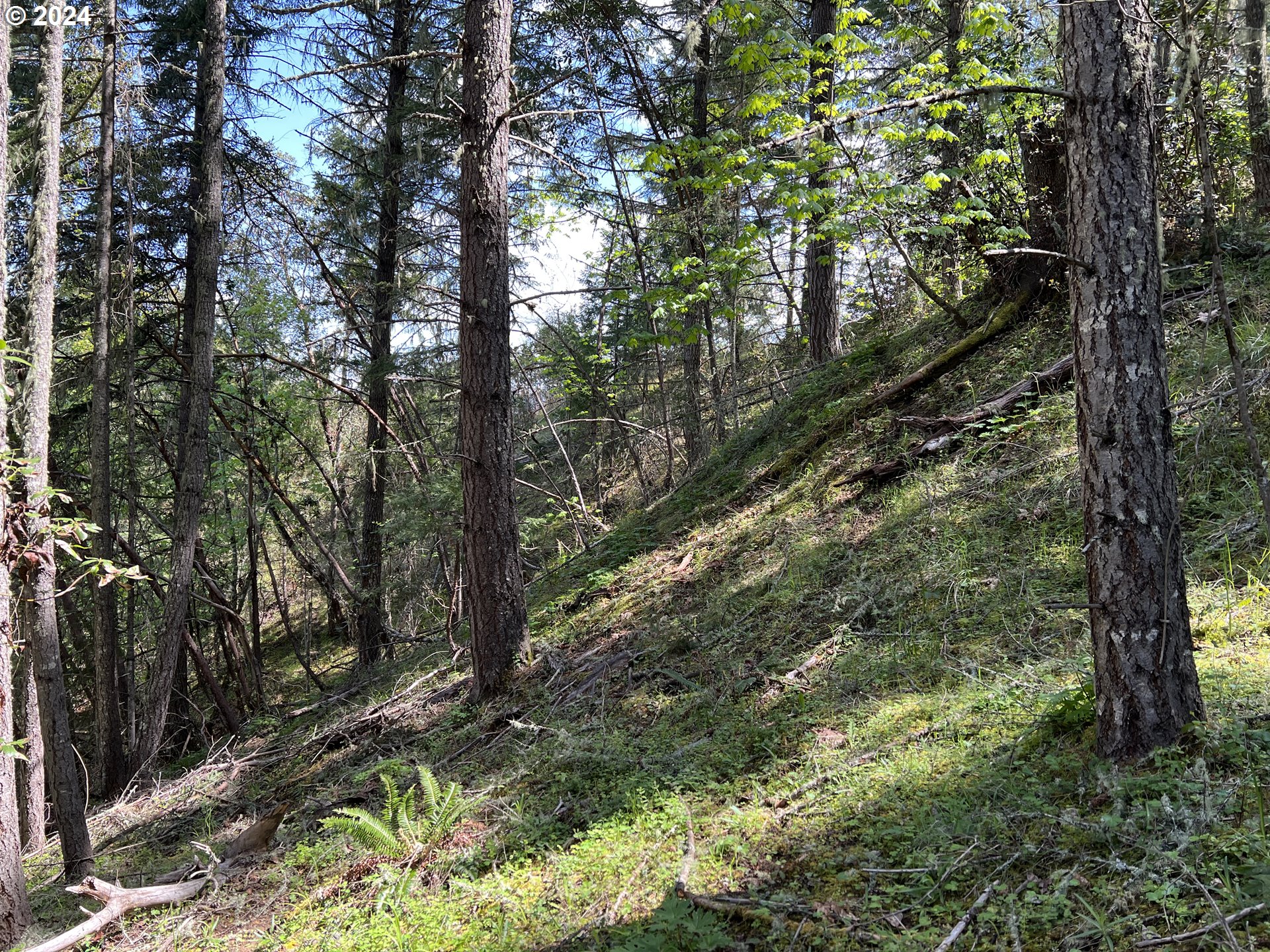 300 Clarks Branch Road Myrtle Creek, OR 97457 - Photo 10 of 23 a view of a forest filled with trees