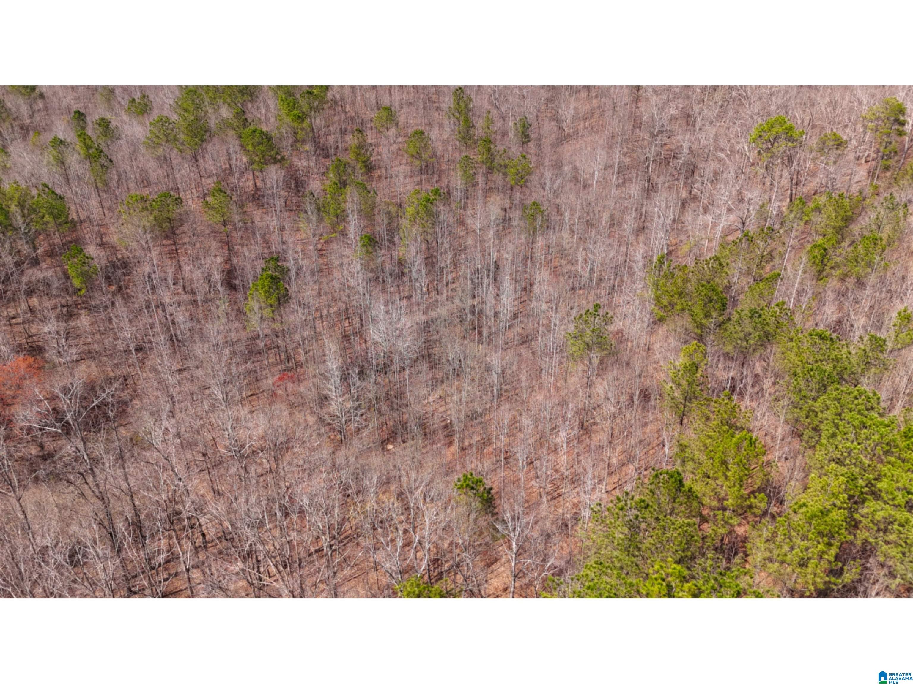 Co Road, Unit 61 Roanoke, AL 36274 - Photo 6 of 8 Gallery Image 6
