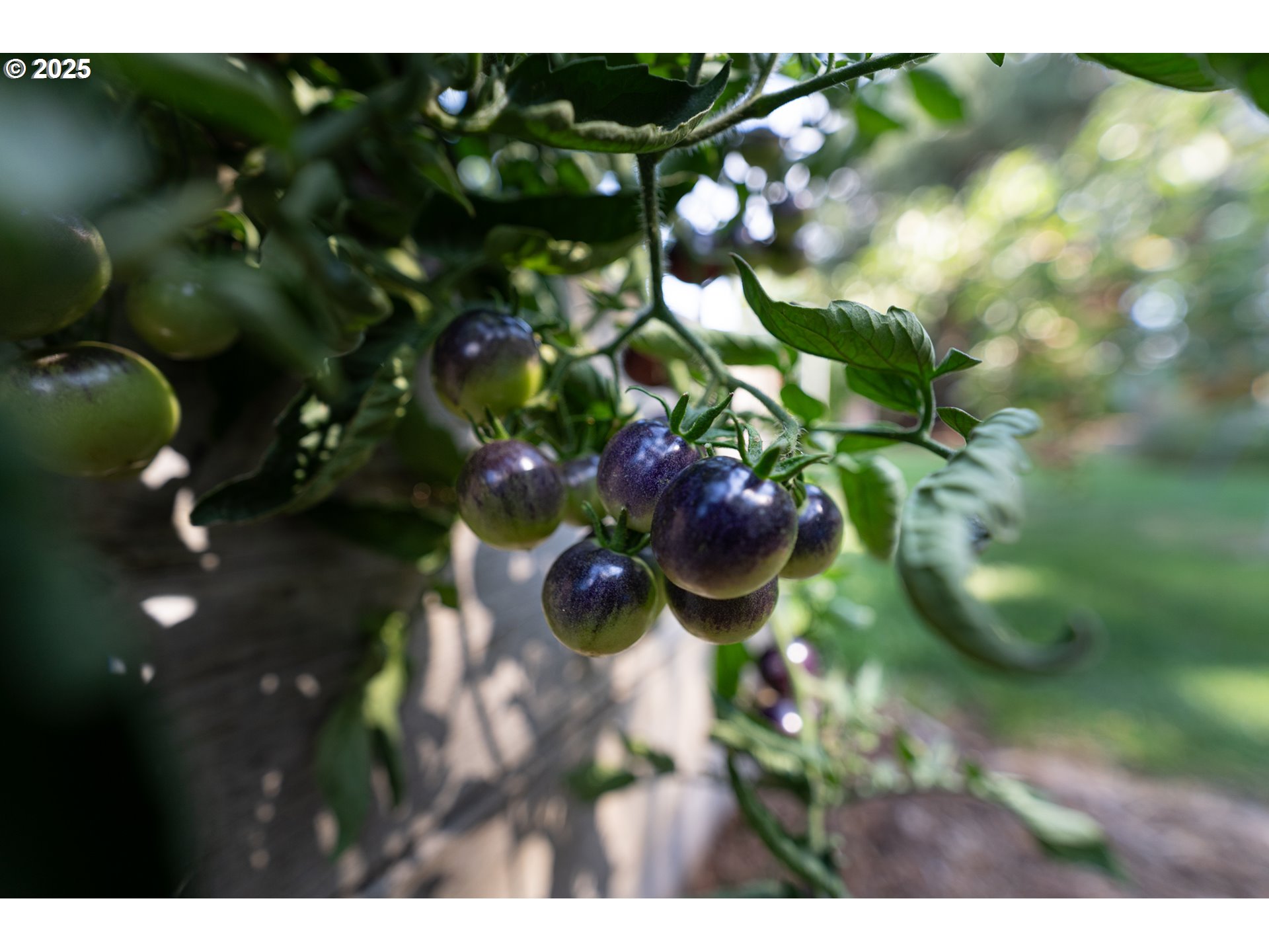 1108 Hadley Road Newberg, OR 97132 - Photo 37 of 42 a view of a tree in a garden