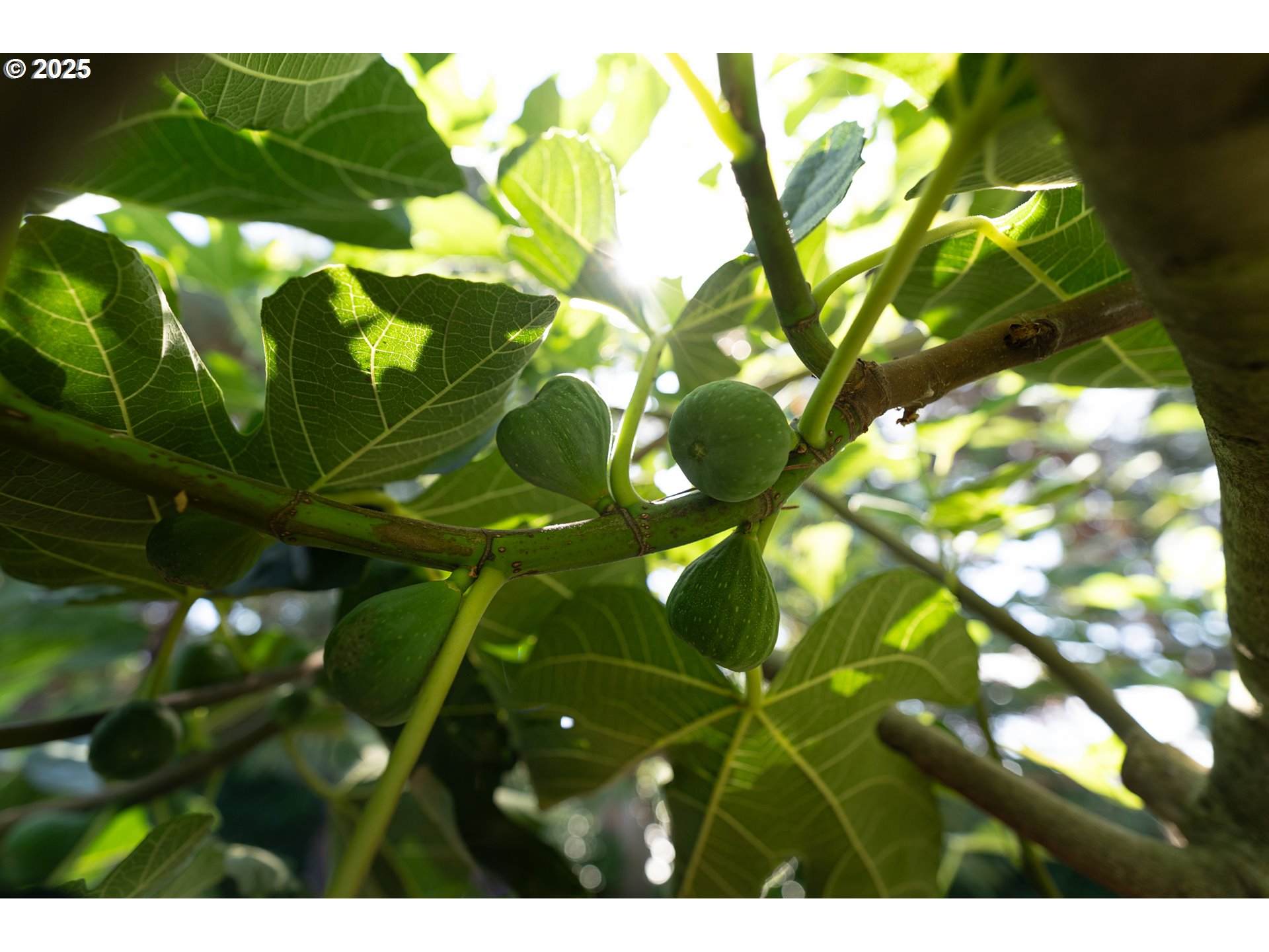 1108 Hadley Road Newberg, OR 97132 - Photo 38 of 42 a view of plant