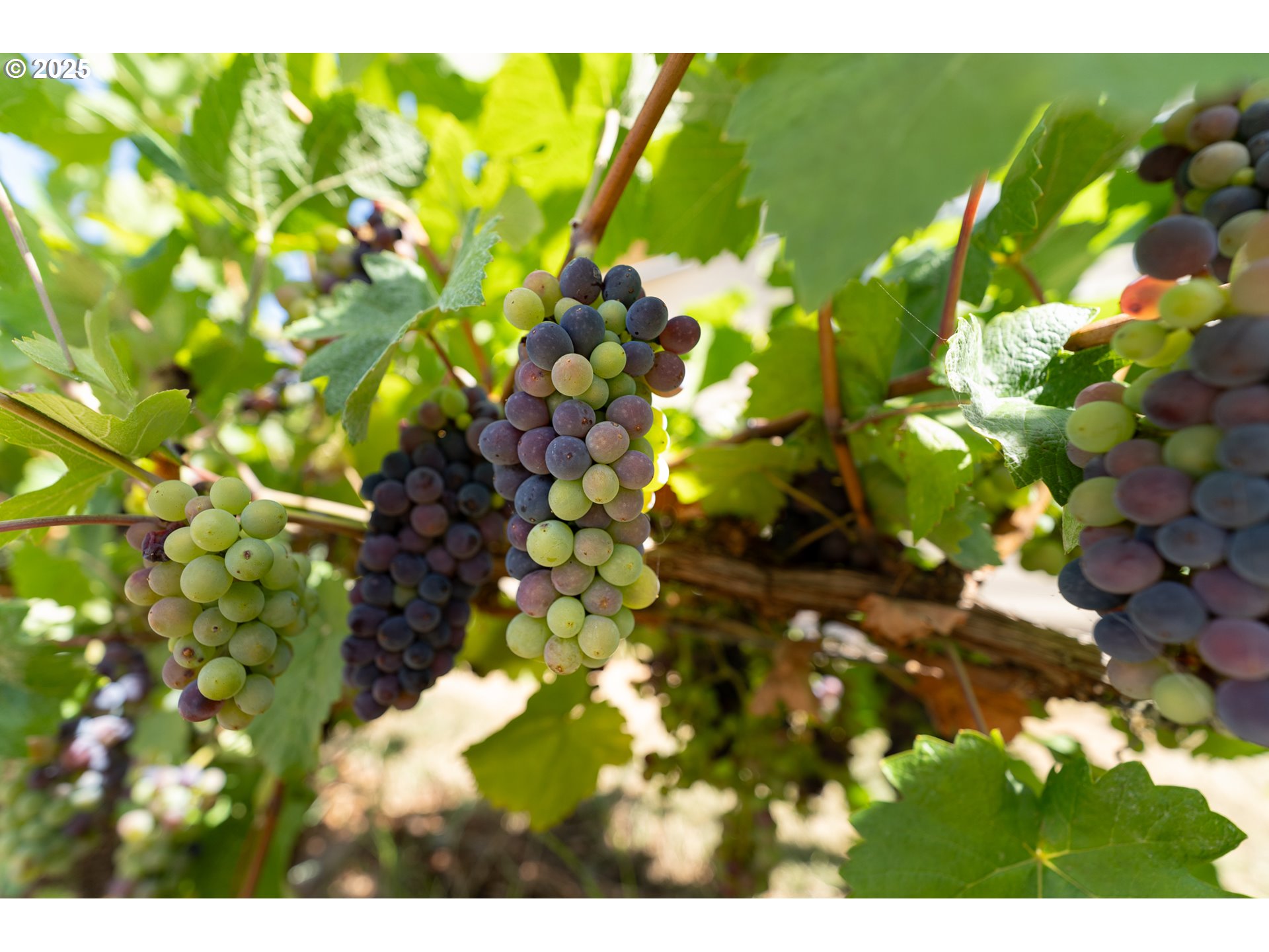 1108 Hadley Road Newberg, OR 97132 - Photo 39 of 42 a view of plant