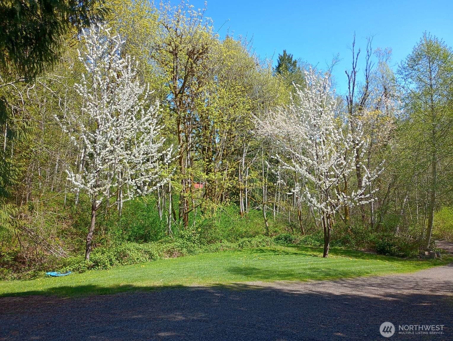 111 North Jorstad Creek Road Lilliwaup, WA 98555 - Photo 19 of 23 a view of a park with large trees