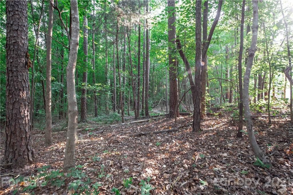 0 Holbrook Road, Unit 159 Fort Mill, SC 29715 - Photo 1 of 9 a view of a forest with trees in the background