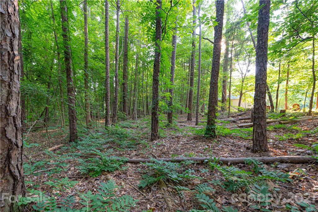 0 Holbrook Road, Unit 159 Fort Mill, SC 29715 - Photo 5 of 9 a view of a forest that has large trees