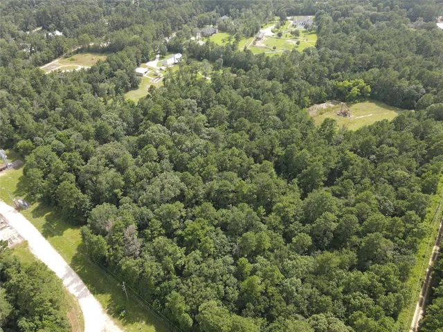 a view of a forest that has a tree