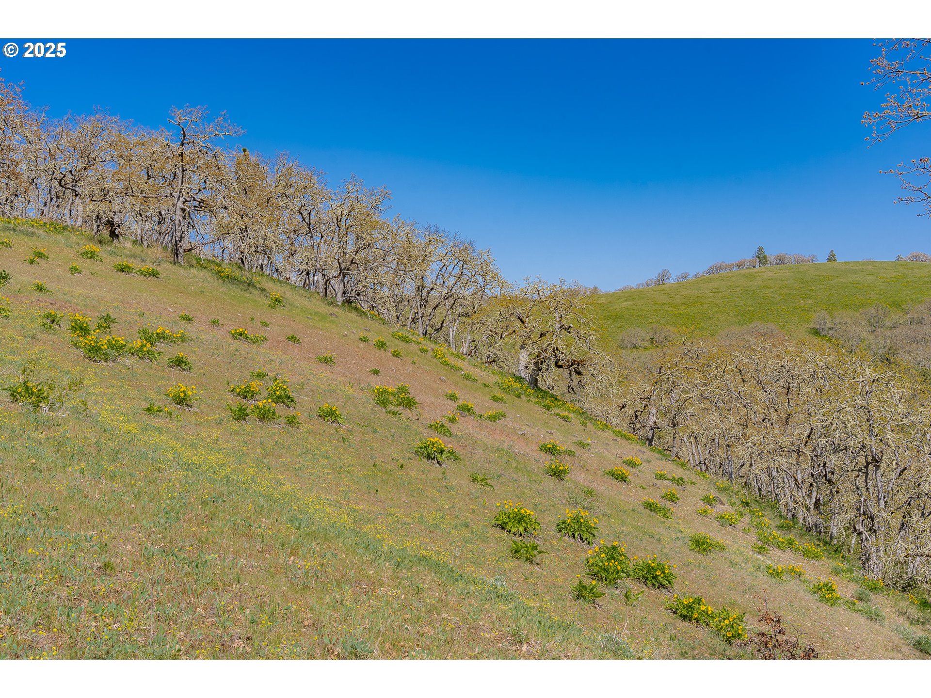 Stacker Butte Road Lyle, WA 98635 - Photo 28 of 30 a view of a dry yard with mountains in the background