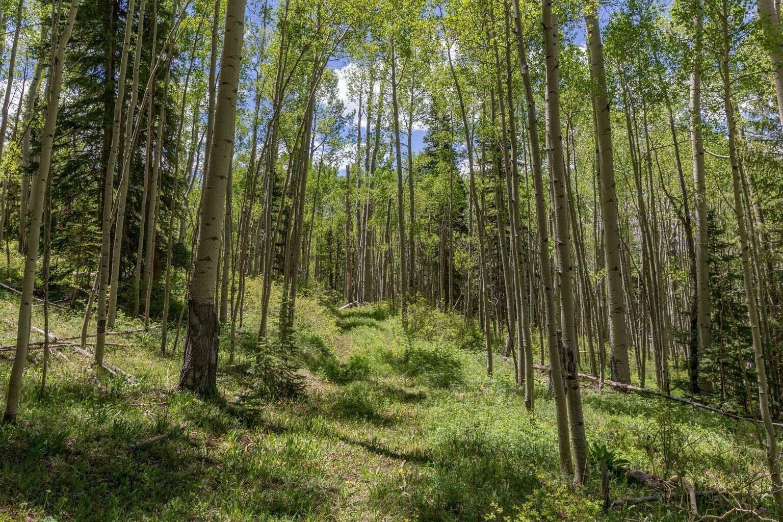 2-4 Elk Run Telluride, CO 81435 - Photo 6 of 7 a view of outdoor space and green space