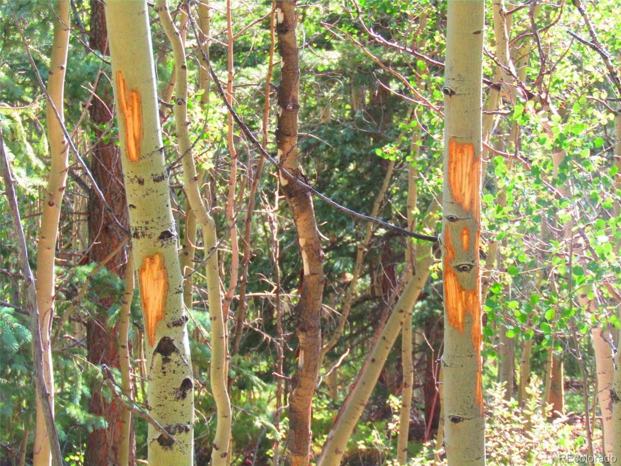 6427 Laffin Road San Luis, CO 81152 - Photo 39 of 42 a picture of tree