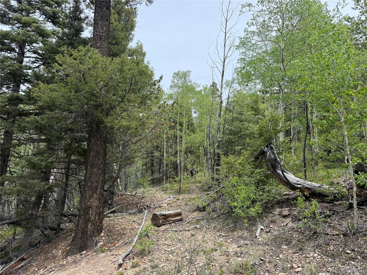 6795 Starkweather Road San Luis, CO 81152 - Photo 21 of 23 a view of a forest with small trees