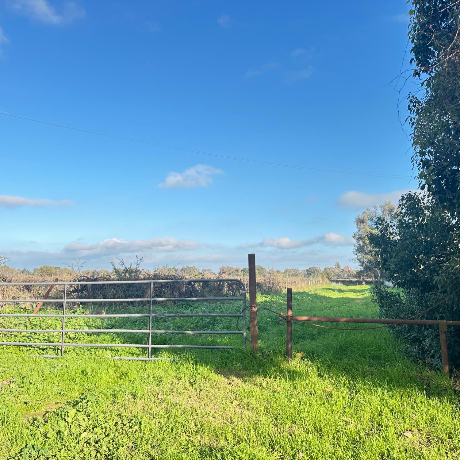 27350 Thornton Road Thornton, CA 95632 - Photo 2 of 11 Another view of the 23acres of cabernet grapes.