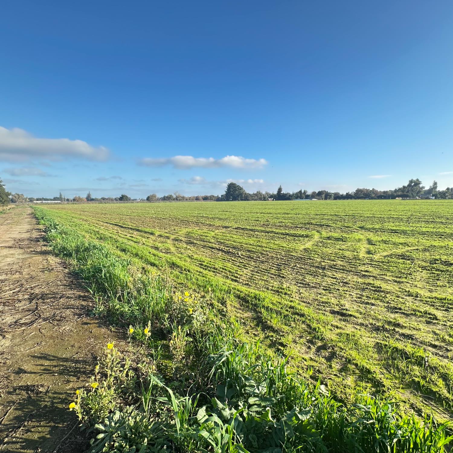 27350 Thornton Road Thornton, CA 95632 - Photo 4 of 11 Alfalfa farmed and leased with a farmer. Income earnings provided upon request