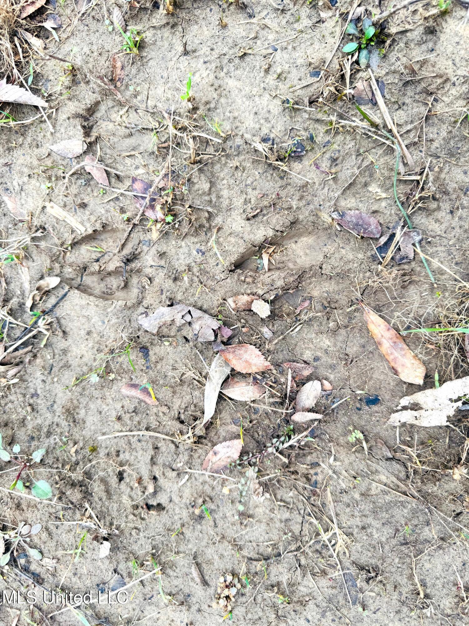 4 Sidney Ellzey Road Tylertown, MS 39667 - Photo 16 of 22 Ellzey - Deer tracks 2