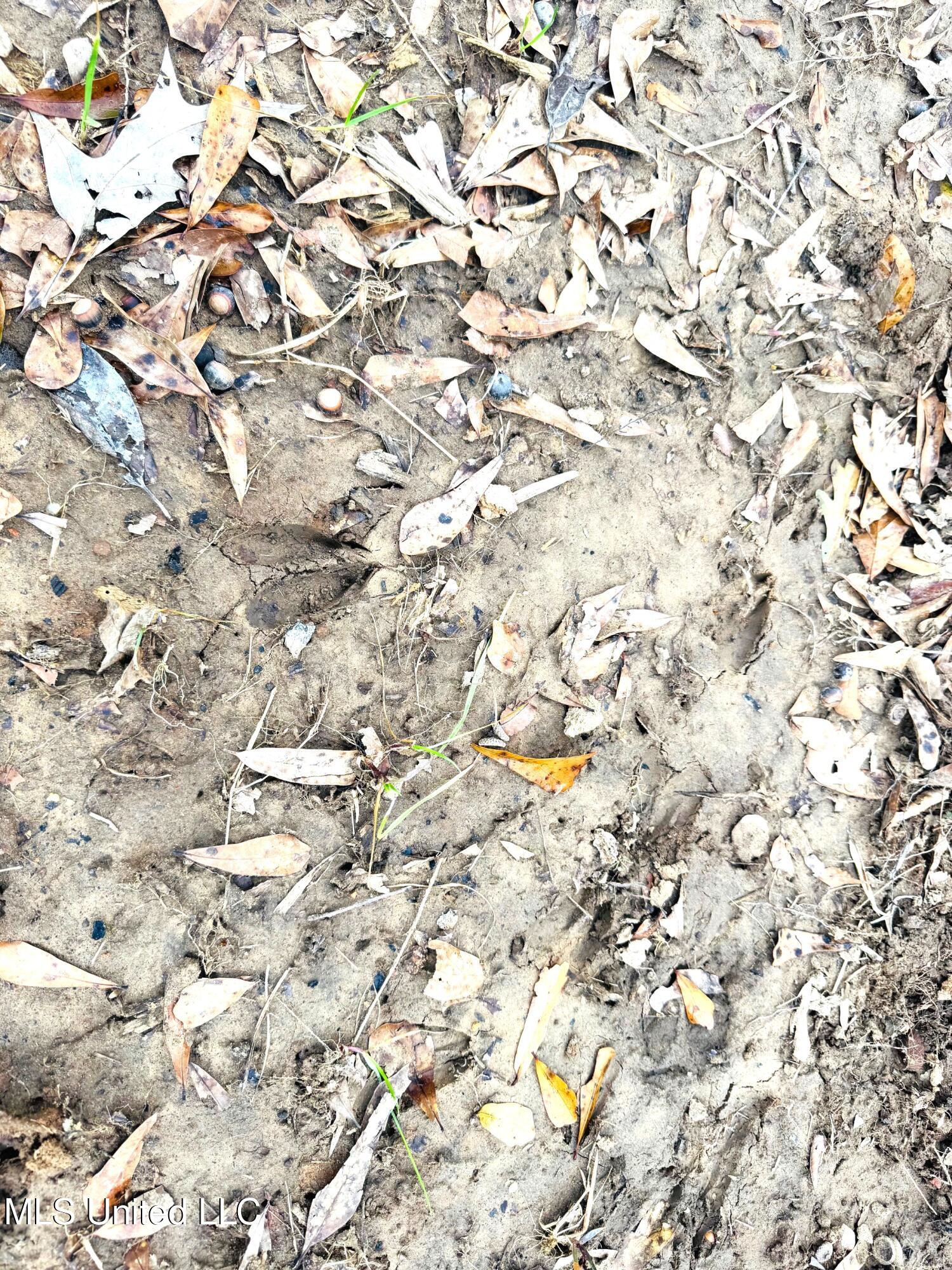 4 Sidney Ellzey Road Tylertown, MS 39667 - Photo 18 of 22 Ellzey - Deer tracks