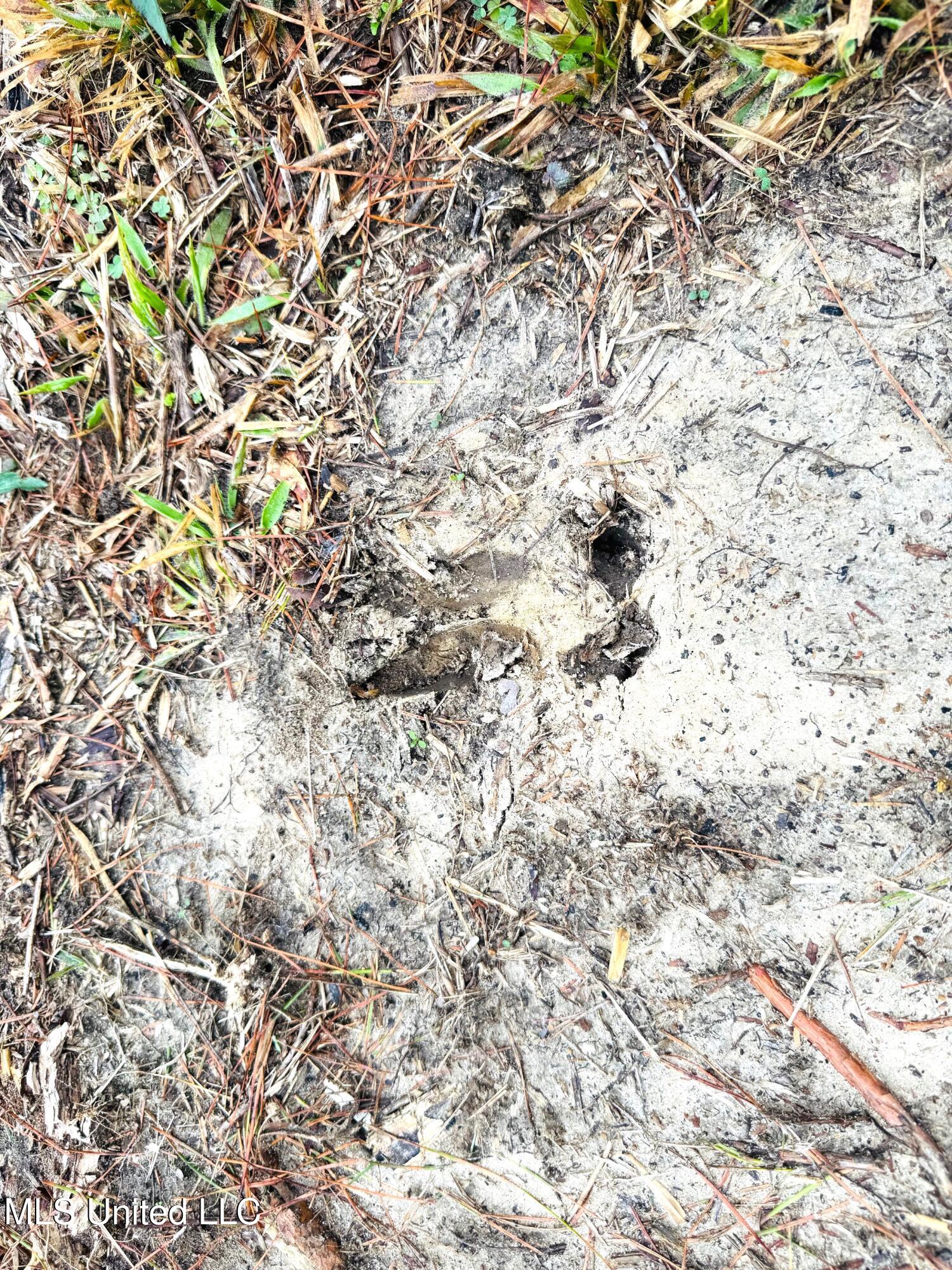 4 Sidney Ellzey Road Tylertown, MS 39667 - Photo 7 of 22 Ellzey - Buck track