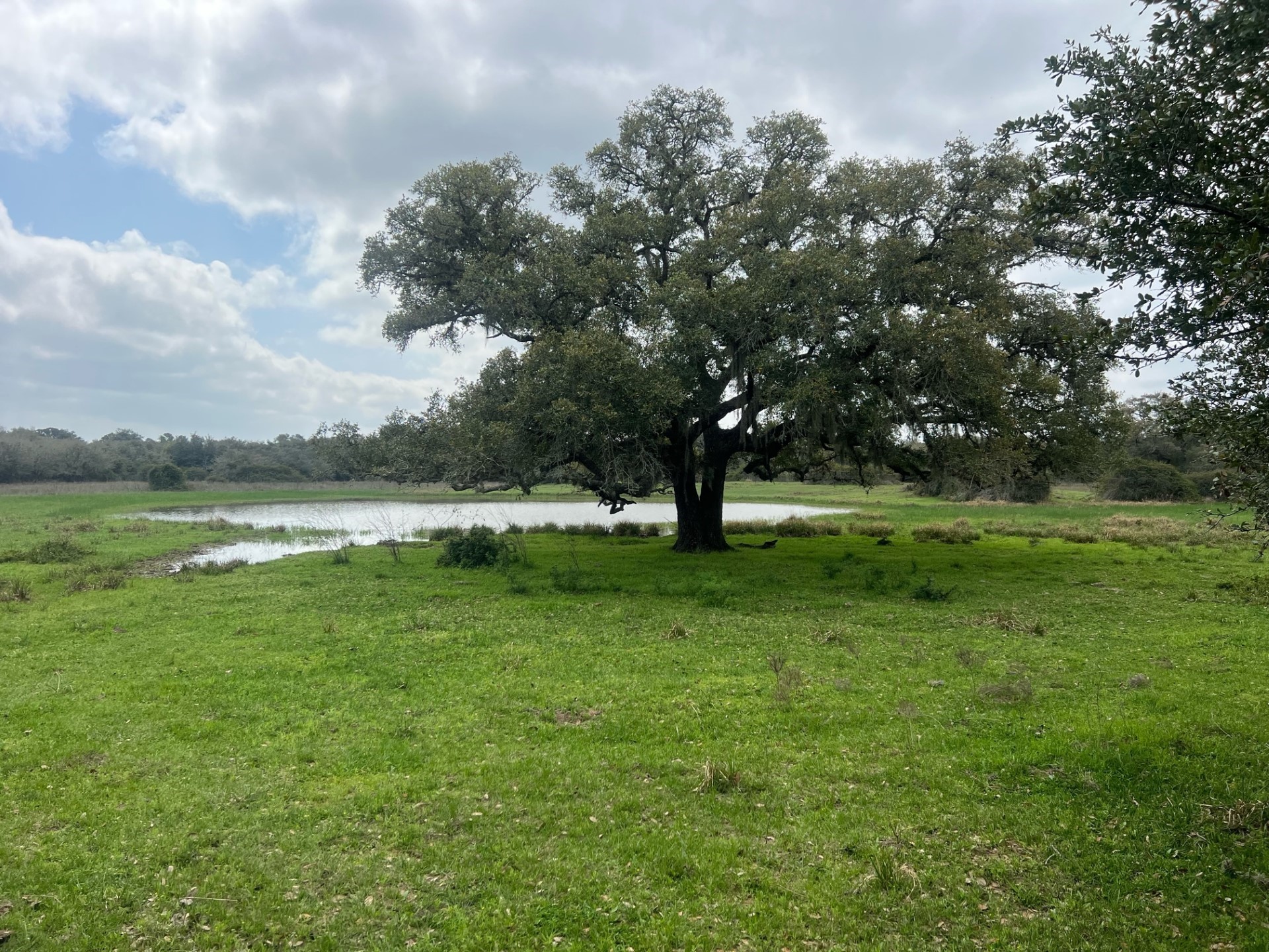 0 Cr 15a Road Hallettsville, TX 77964 - Photo 9 of 13 a view of park with trees