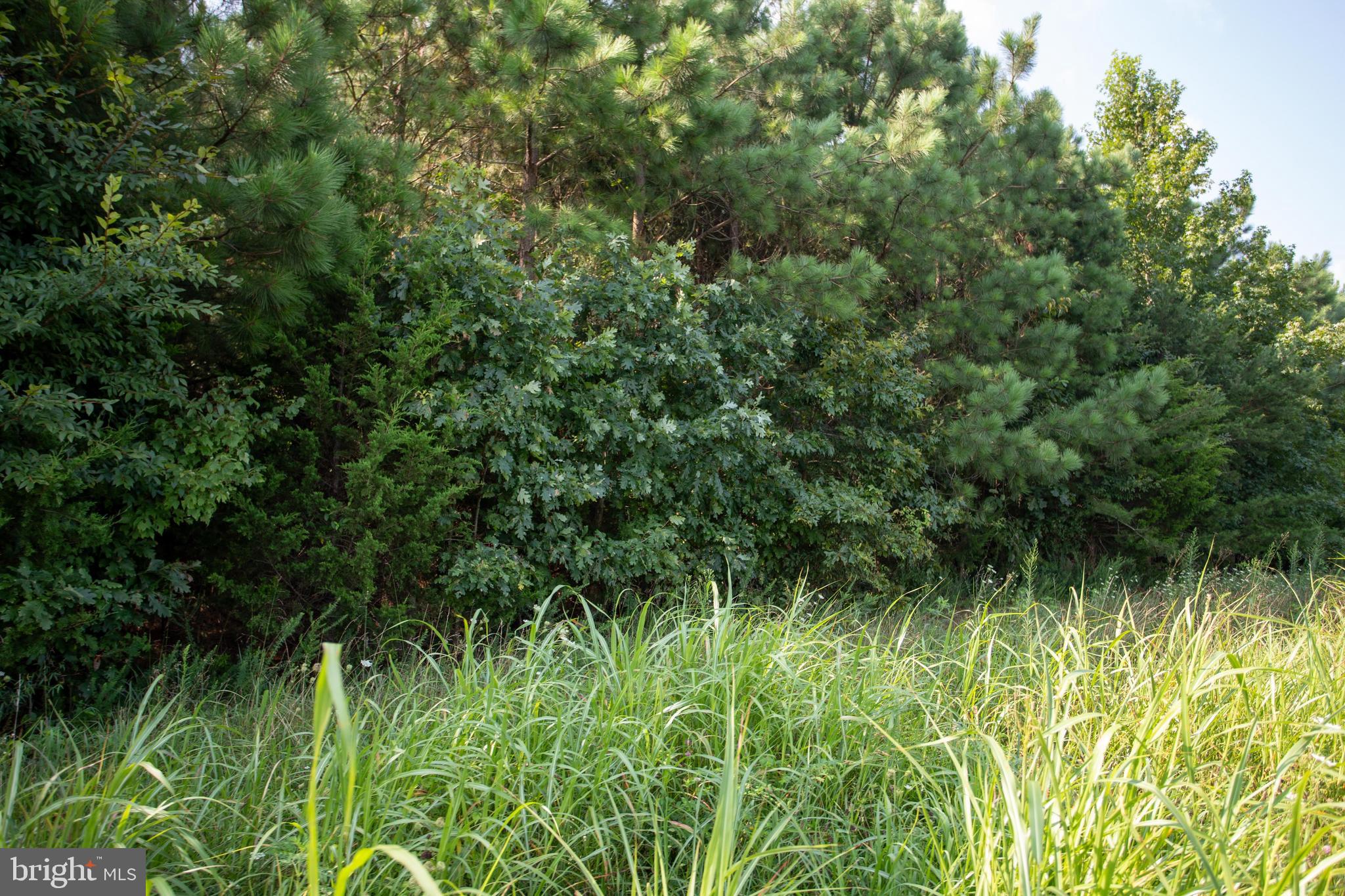 Tbd Trents Cemetery Road, Unit LOT 3 Phenix, VA 23959 - Photo 19 of 22