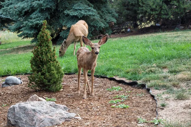 $1,595,000 | 6387 Willow Springs Drive, Morrison, CO 80465