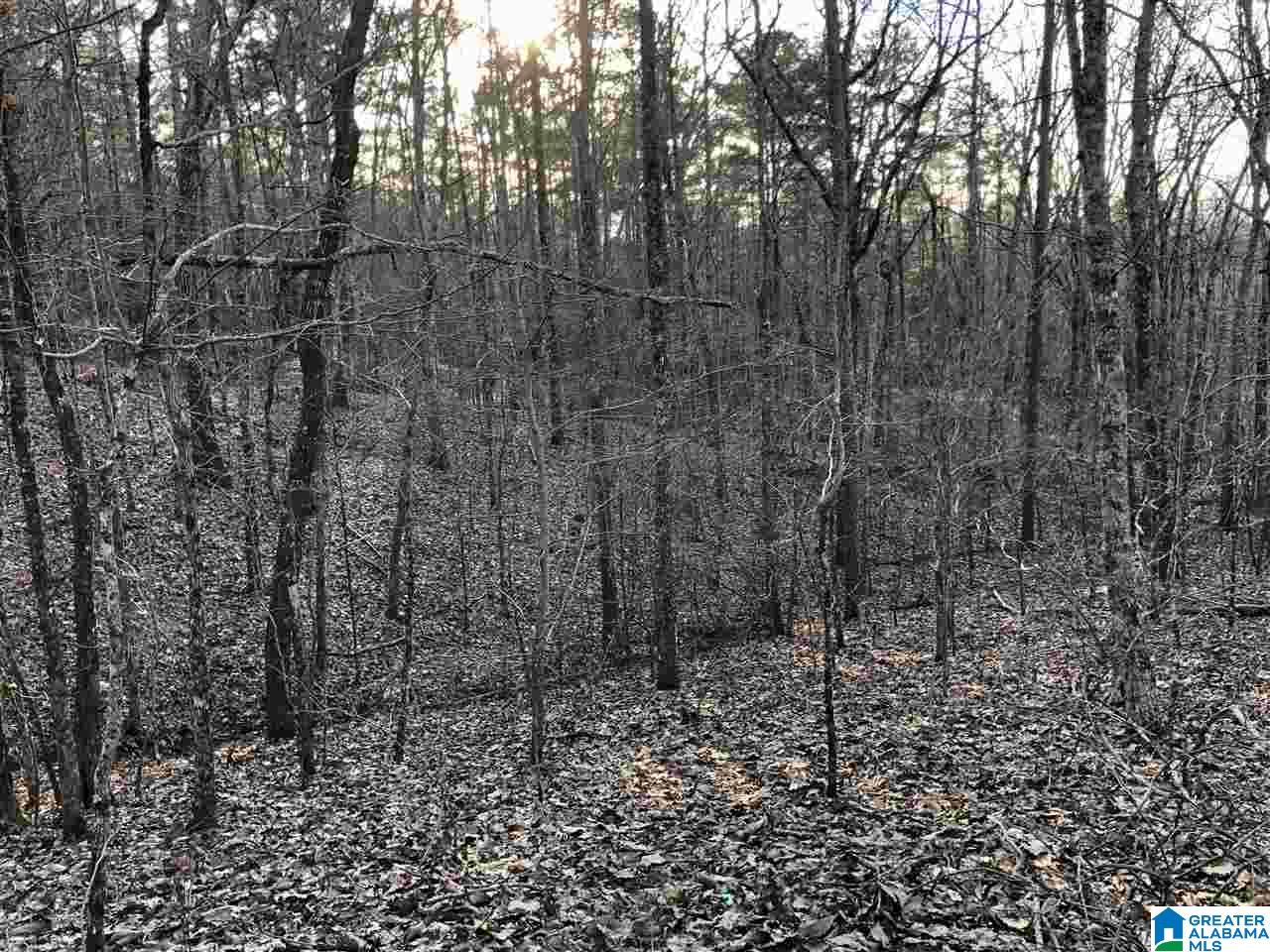 0 Drake Drive Springville, AL 35146 - Photo 18 of 23