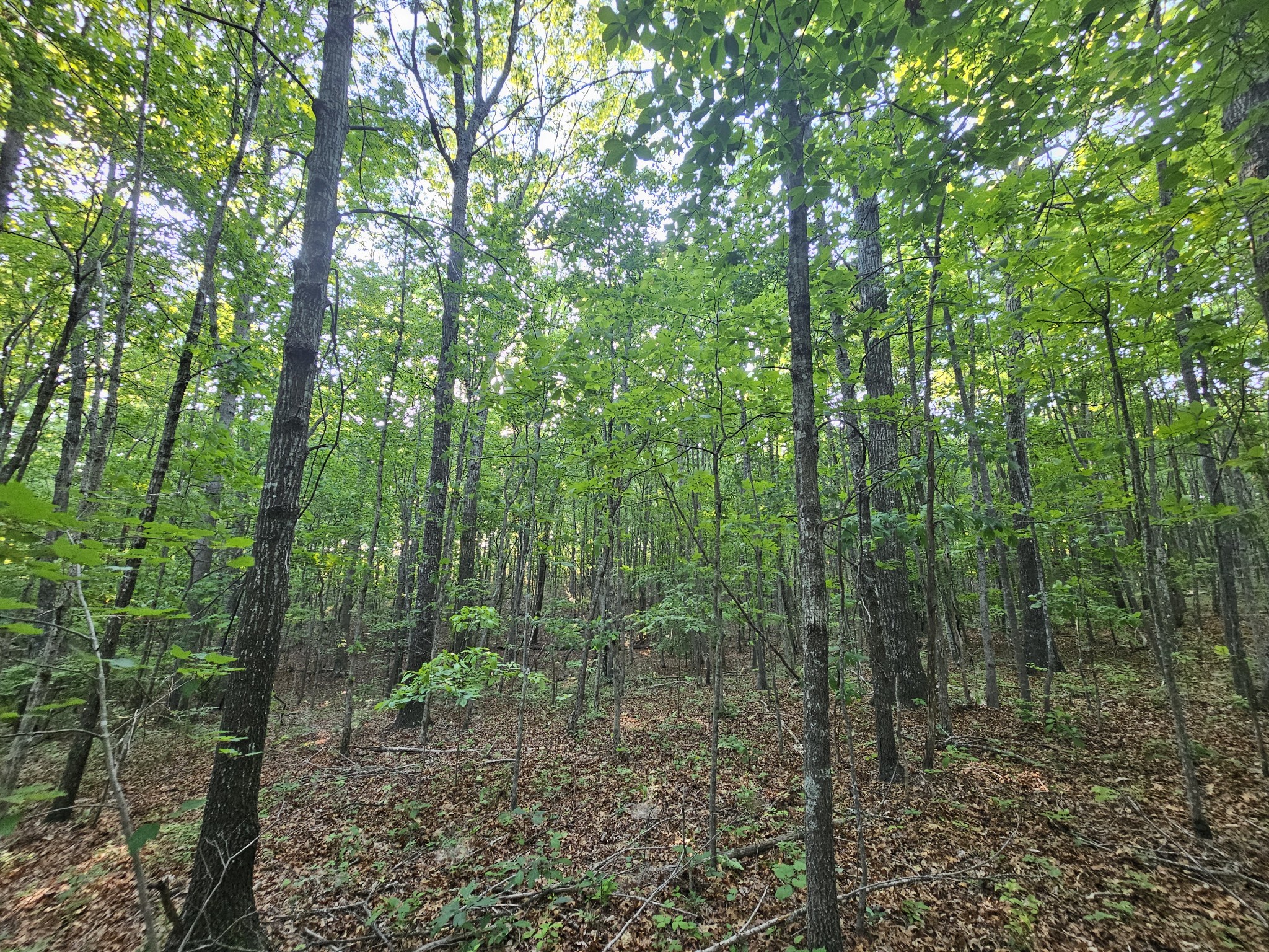 10 Griswold Road Altamont, TN 37301 - Photo 15 of 35 a view of a forest with trees in the background